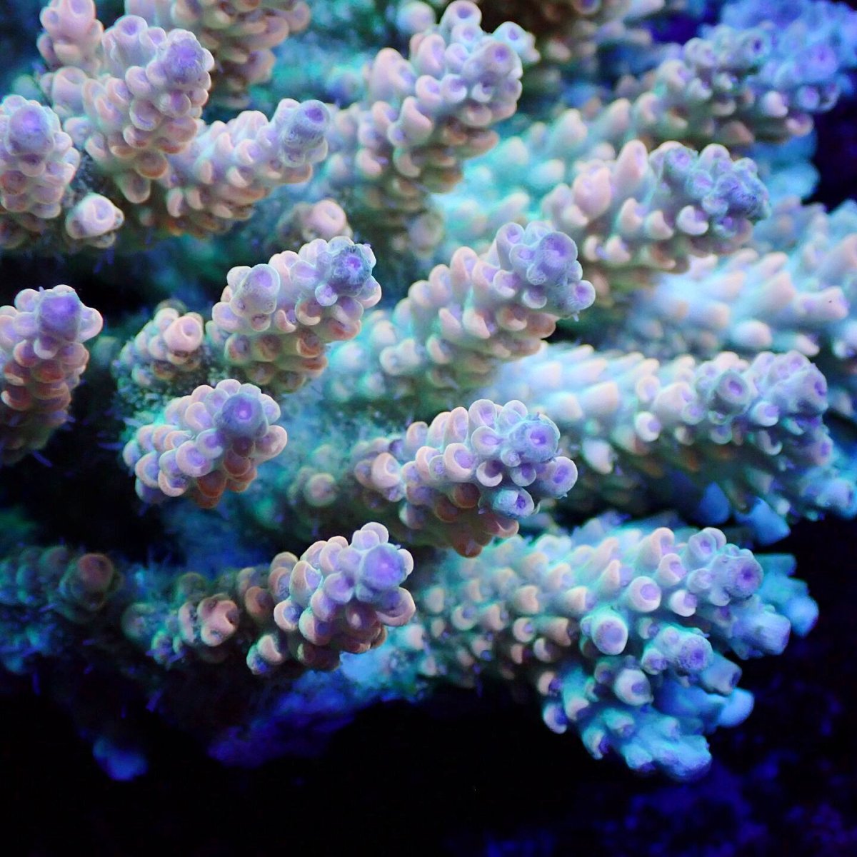 画像2: Sun Diving  Acropora sp. No.149 (2)