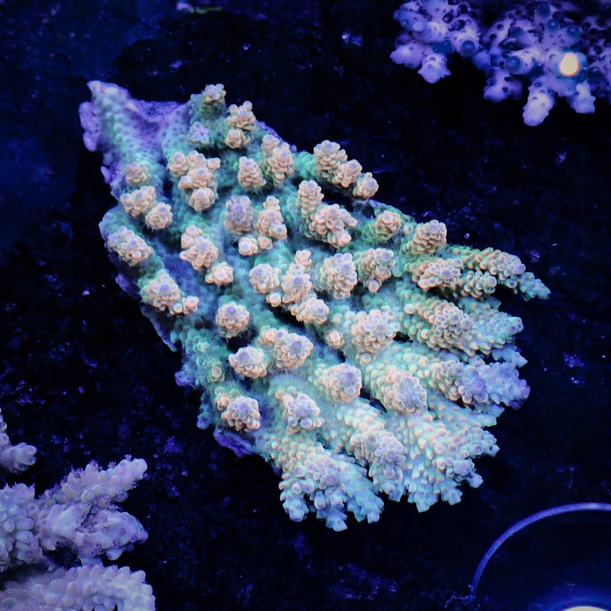 画像1: Sun Diving  Acropora sp. No.149 (1)