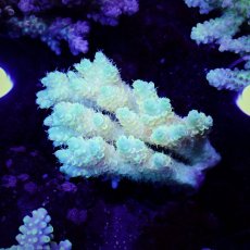 画像1: Sun Diving  Acropora sp. No.143 (1)