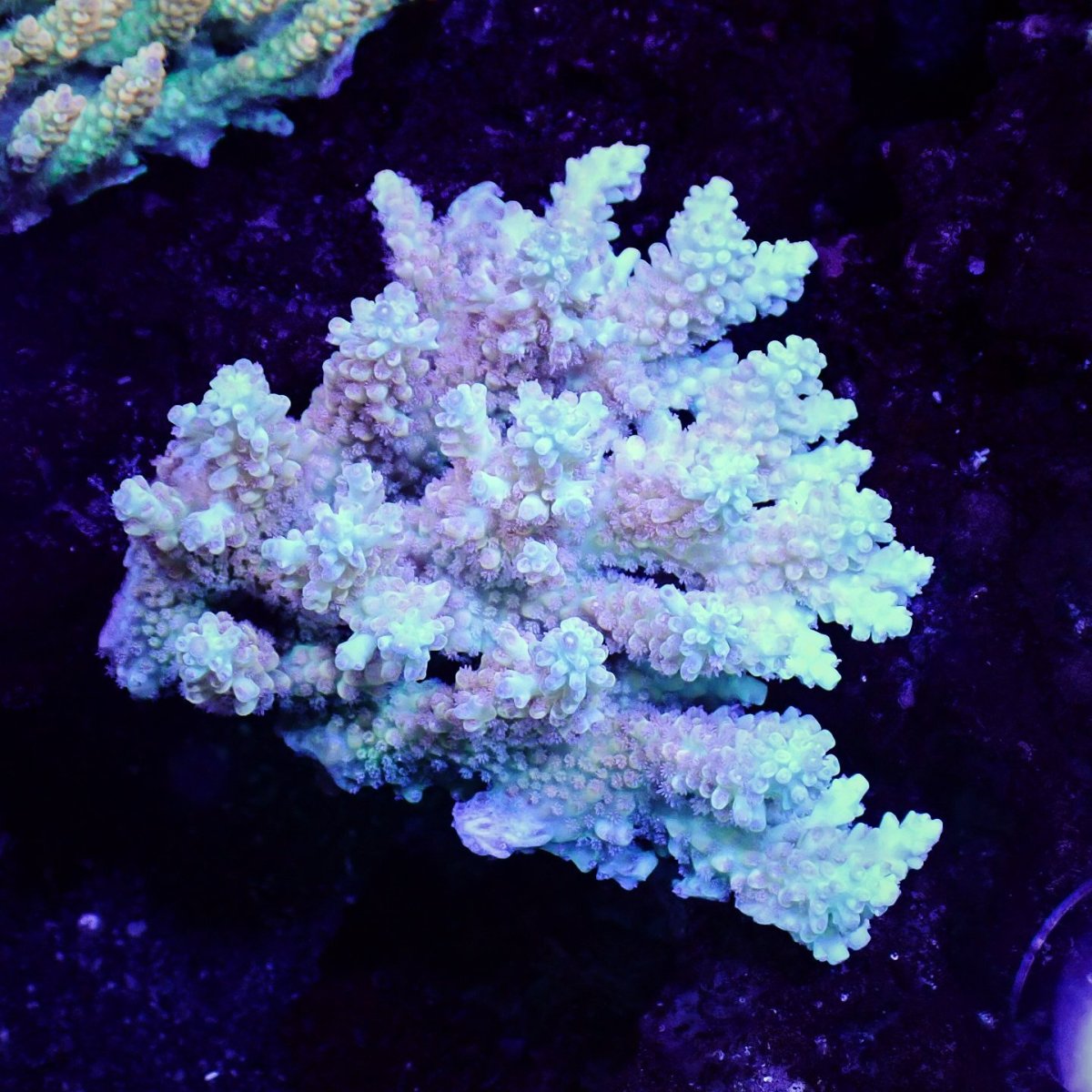 画像1: Sun Diving  Acropora sp. No.147 (1)