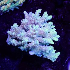 画像1: Sun Diving  Acropora sp. No.147 (1)