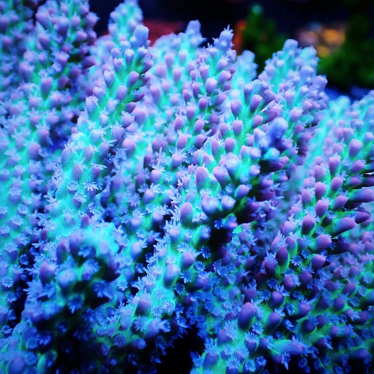 画像2: Sun Diving  Acropora sp. No.142 (2)