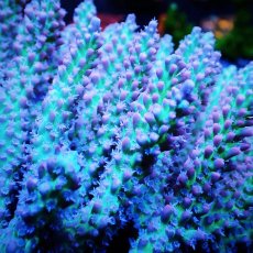 画像2: Sun Diving  Acropora sp. No.142 (2)