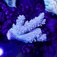 画像1: Sun Diving  Acropora sp. No.136 (1)