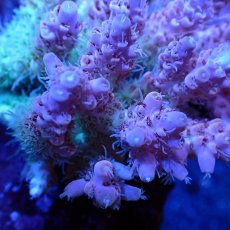 画像2: Sun Diving  Acropora sp. No.137 (2)