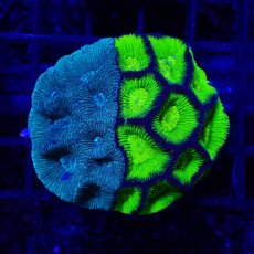 画像1: Sun Diving カメノコキクメイシ Toxic Grade M No.5 (1)