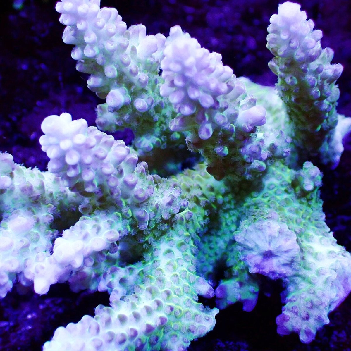 画像2: Sun Diving  Acropora sp. No.138 (2)