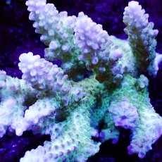 画像2: Sun Diving  Acropora sp. No.138 (2)