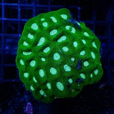 画像1: Sun Diving カメノコキクメイシ Toxic Grade M No.7 (1)