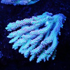 画像1: Sun Diving  Acropora sp. No.142 (1)