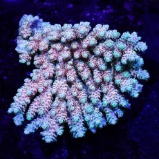 画像1: Sun Diving  Acropora sp. No.141 (1)