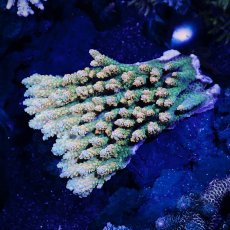 画像1: Sun Diving  Acropora sp. No.150 (1)