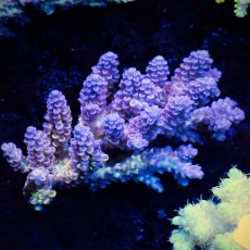 画像1: Sun Diving  Acropora sp. No.148 (1)
