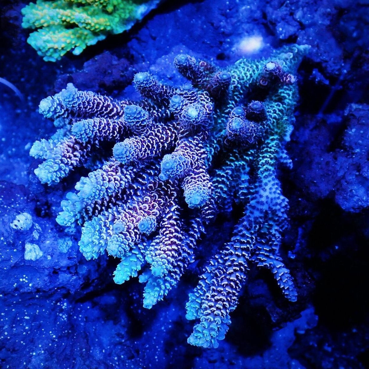 画像1: Sun Diving  Acropora sp. No.139 (1)