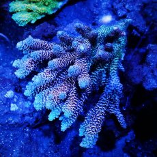 画像1: Sun Diving  Acropora sp. No.139 (1)