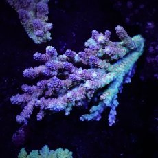 画像1: Sun Diving  Acropora sp. No.146 (1)