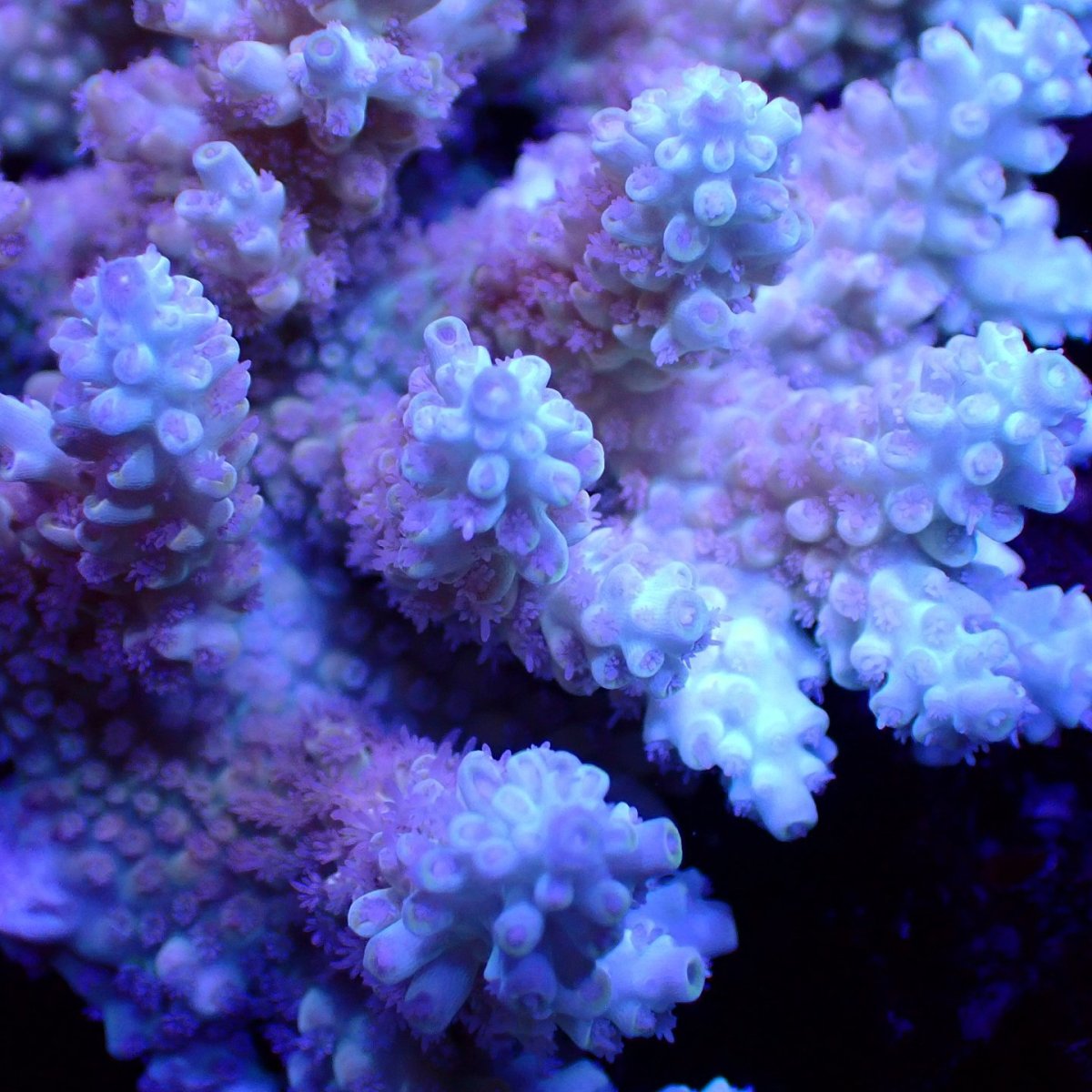 画像2: Sun Diving  Acropora sp. No.147 (2)