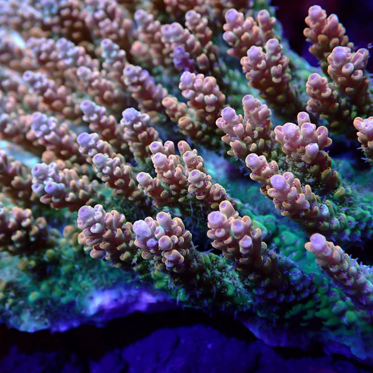 画像2: Sun Diving  Acropora sp. No.150 (2)