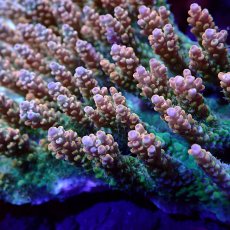 画像2: Sun Diving  Acropora sp. No.150 (2)