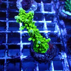 画像5: ■SALE■   CEPPO Select Frags    Dセット (5)