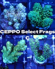 画像1: ■SALE■   CEPPO Select Frags    Cセット (1)