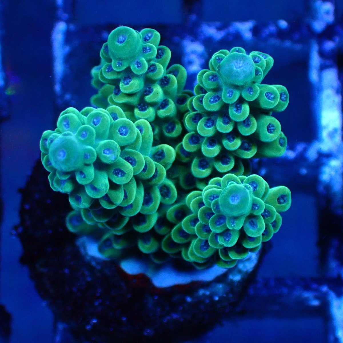 画像3: ■SALE■   CEPPO Select Frags    Cセット (3)