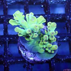 画像2: ■SALE■   CEPPO Select Frags    Bセット (2)