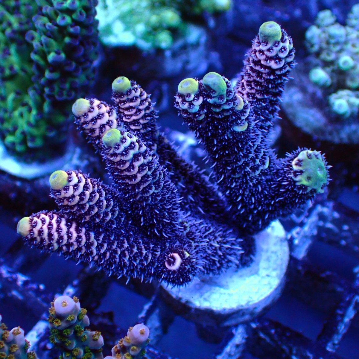 画像2: ■SALE■   CEPPO Select Frags    Eセット (2)