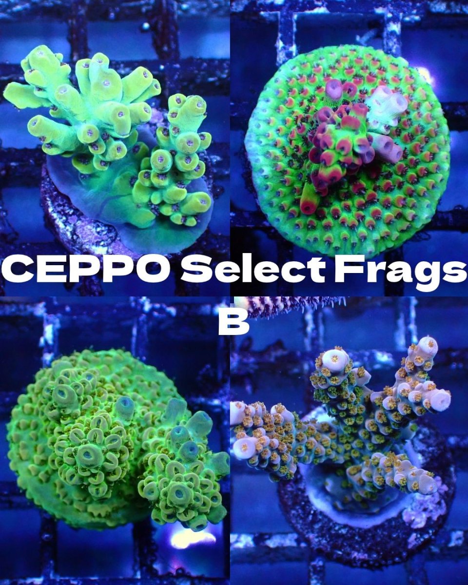 画像1: ■SALE■   CEPPO Select Frags    Bセット (1)