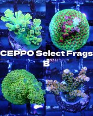 画像1: ■SALE■   CEPPO Select Frags    Bセット (1)