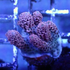 画像5: ■SALE■   CEPPO Select Frags    Eセット (5)