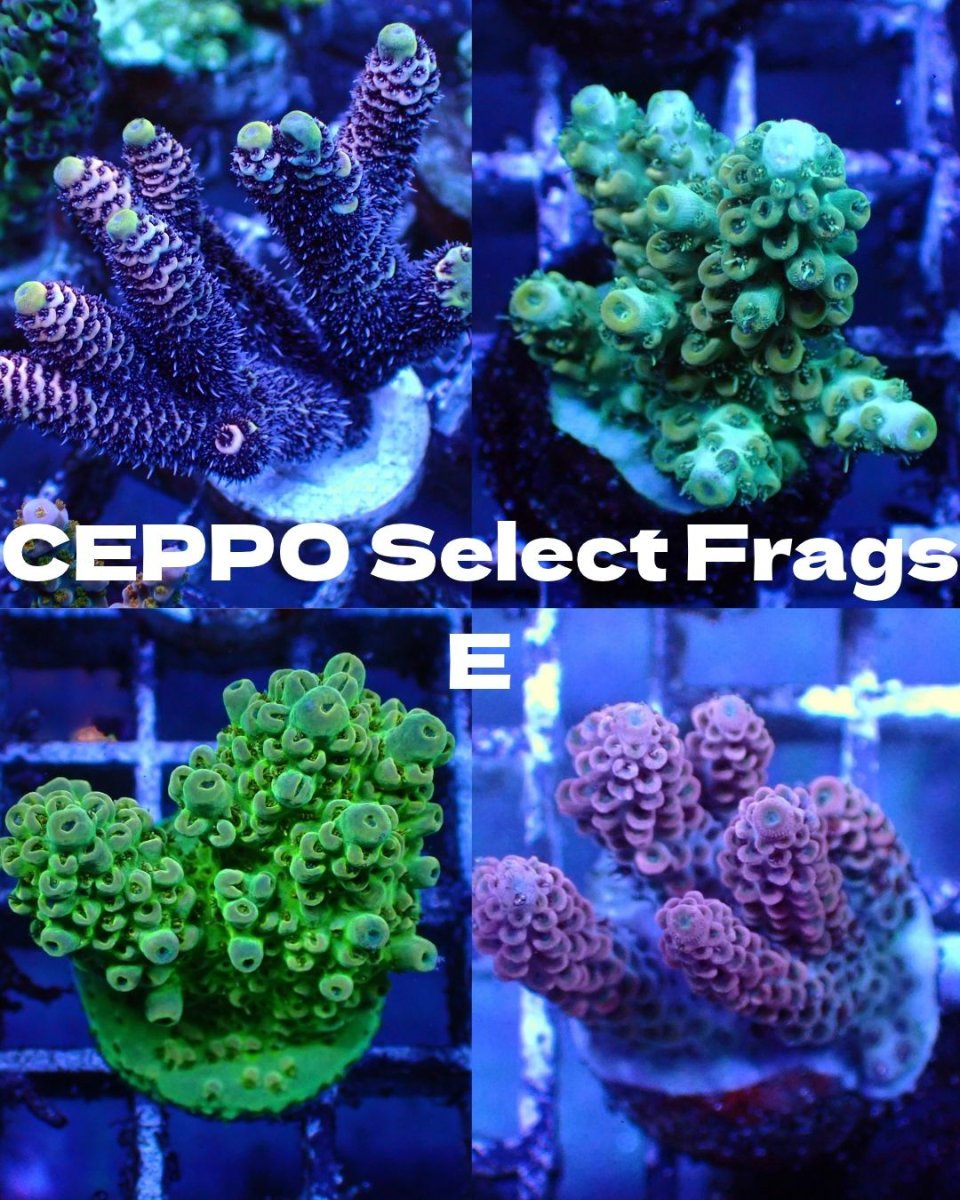画像1: ■SALE■   CEPPO Select Frags    Eセット (1)