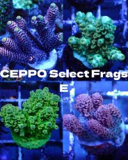 画像1: ■SALE■   CEPPO Select Frags    Eセット (1)