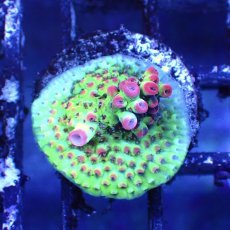 画像4: ■SALE■   CEPPO Select Frags    Dセット (4)