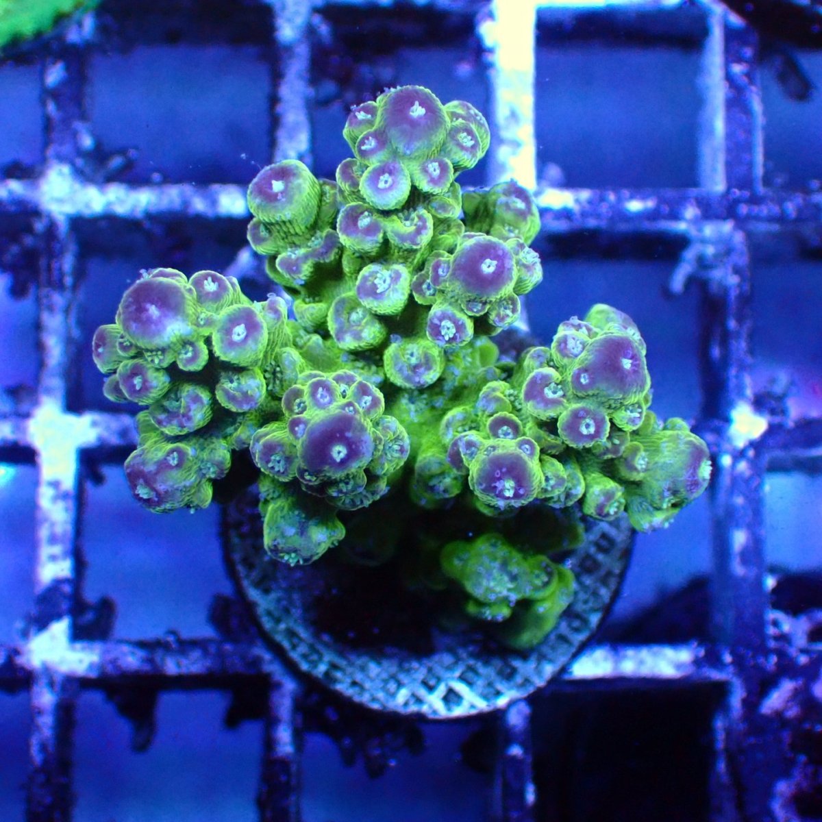 画像2: ■SALE■   CEPPO Select Frags    Dセット (2)