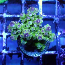 画像2: ■SALE■   CEPPO Select Frags    Dセット (2)