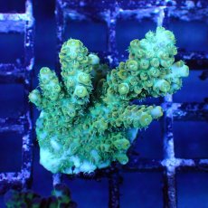 画像4: ■SALE■   CEPPO Select Frags    Cセット (4)