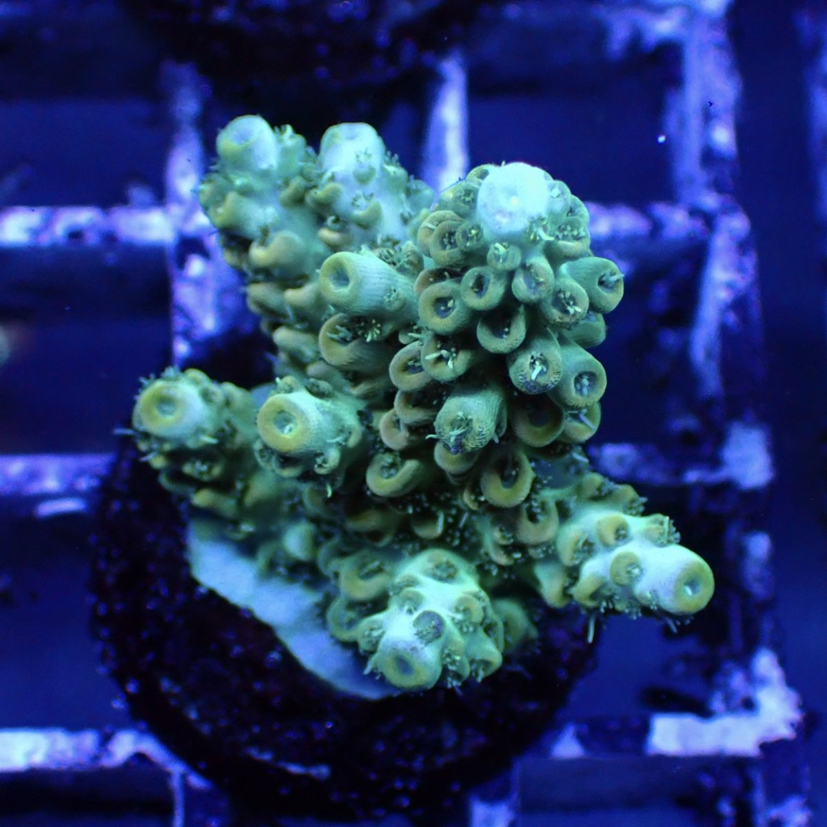 画像3: ■SALE■   CEPPO Select Frags    Eセット (3)