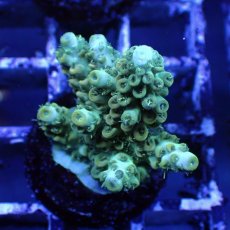 画像3: ■SALE■   CEPPO Select Frags    Eセット (3)