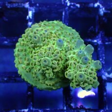 画像4: ■SALE■   CEPPO Select Frags    Bセット (4)