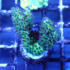 画像5: ■SALE■   CEPPO Select Frags    Cセット (5)