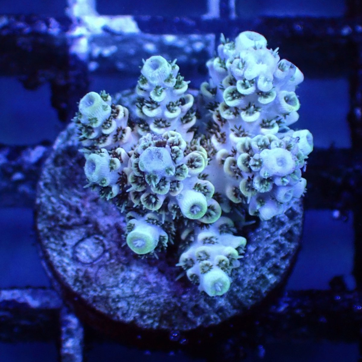 画像2: ■SALE■   CEPPO Select Frags    Cセット (2)