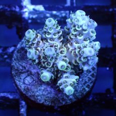 画像2: ■SALE■   CEPPO Select Frags    Cセット (2)
