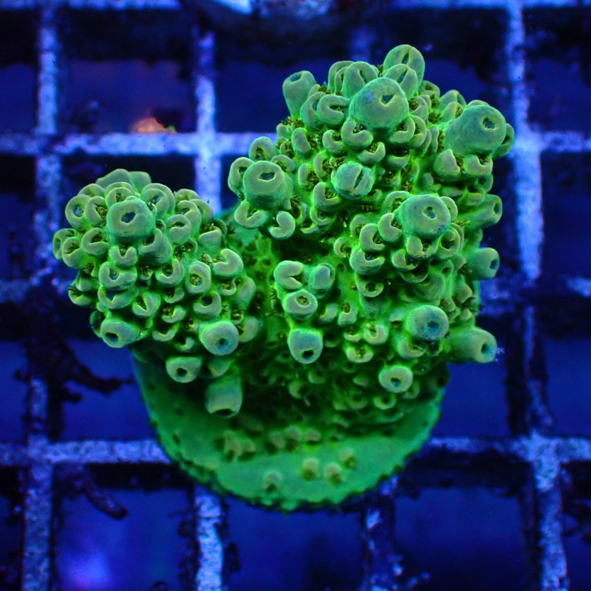 画像4: ■SALE■   CEPPO Select Frags    Eセット (4)