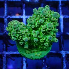 画像4: ■SALE■   CEPPO Select Frags    Eセット (4)