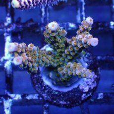 画像5: ■SALE■   CEPPO Select Frags    Bセット (5)