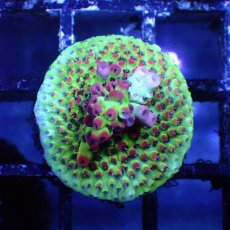 画像3: ■SALE■   CEPPO Select Frags    Bセット (3)