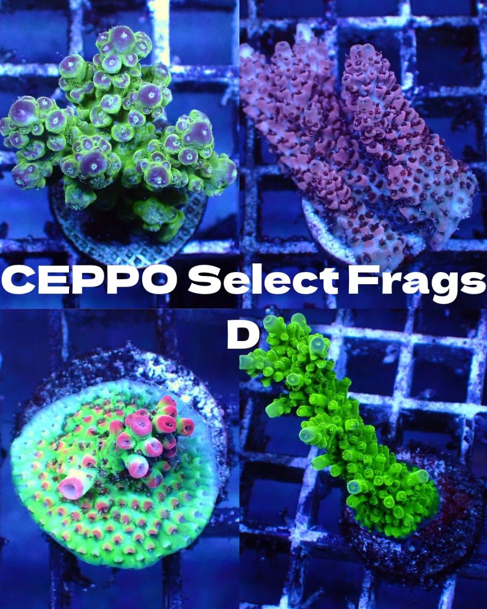 画像1: ■SALE■   CEPPO Select Frags    Dセット (1)