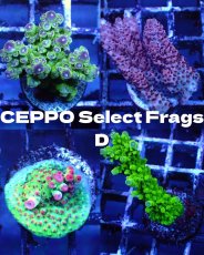 画像1: ■SALE■   CEPPO Select Frags    Dセット (1)