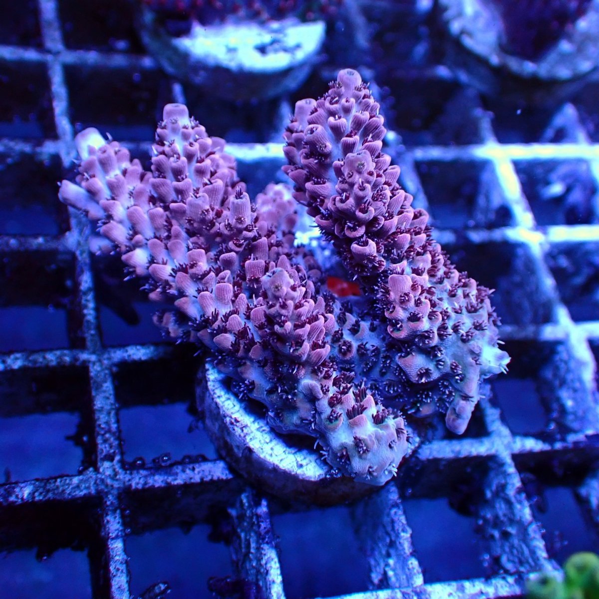 画像3: ■SALE■   CEPPO Select Frags    Dセット (3)